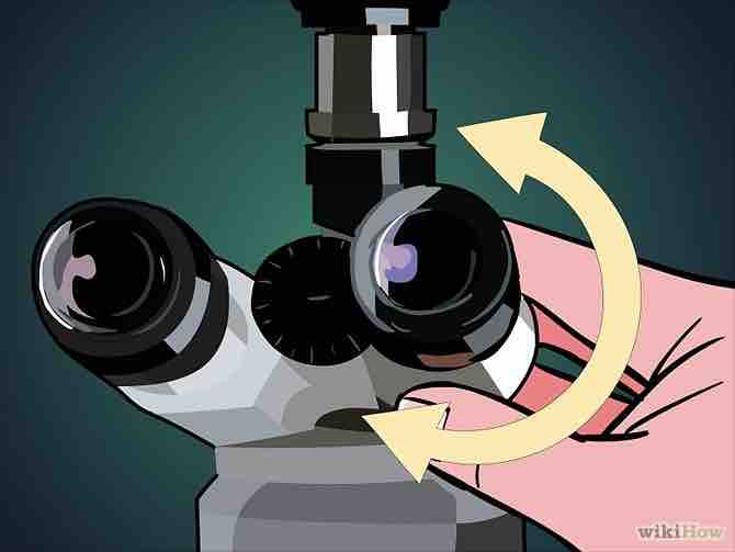 Imagen titulada Use a Microscope Step 12