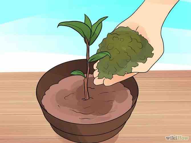 Imagen titulada Grow a Bay Tree Step 4