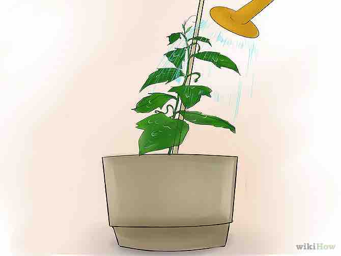 Imagen titulada Grow Cucumbers Indoors Step 13