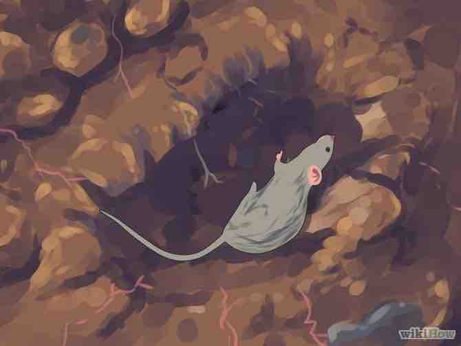 Imagen titulada Trap Rats Step 16