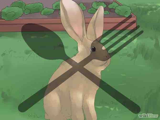 Imagen titulada Understand Your Rabbit Step 12