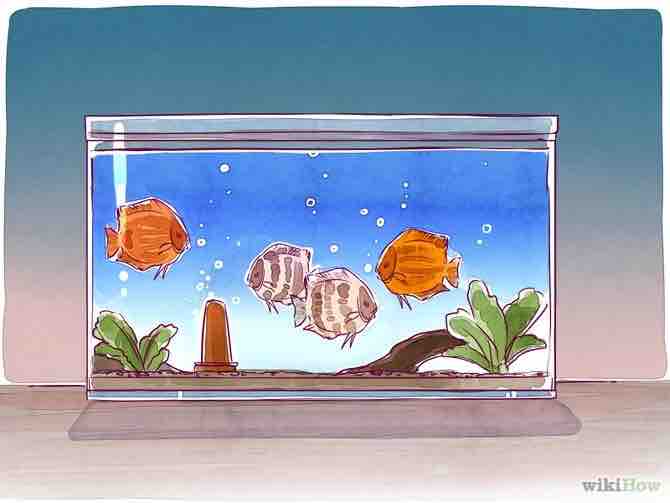 Imagen titulada Breed Discus Step 2