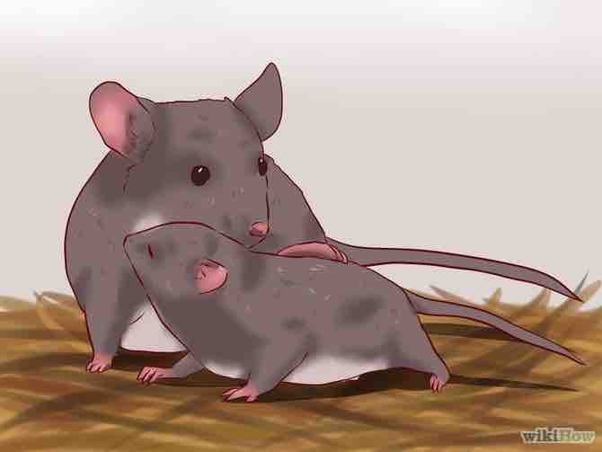 Imagen titulada Care for Baby Mice Step 2