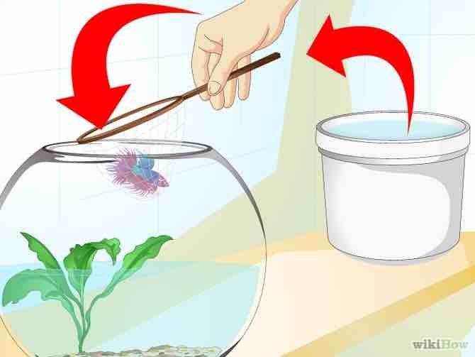 Imagen titulada Clean a Fish Bowl Step 15