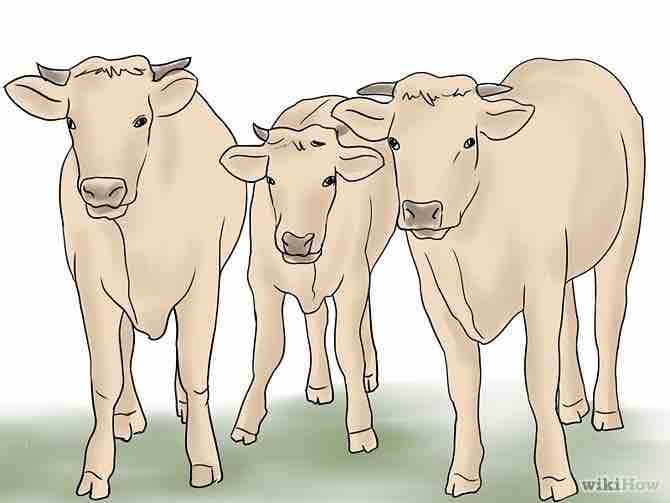 Imagen titulada Herd Cattle Step 2