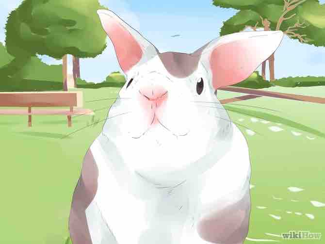 Imagen titulada Understand Your Rabbit Step 9