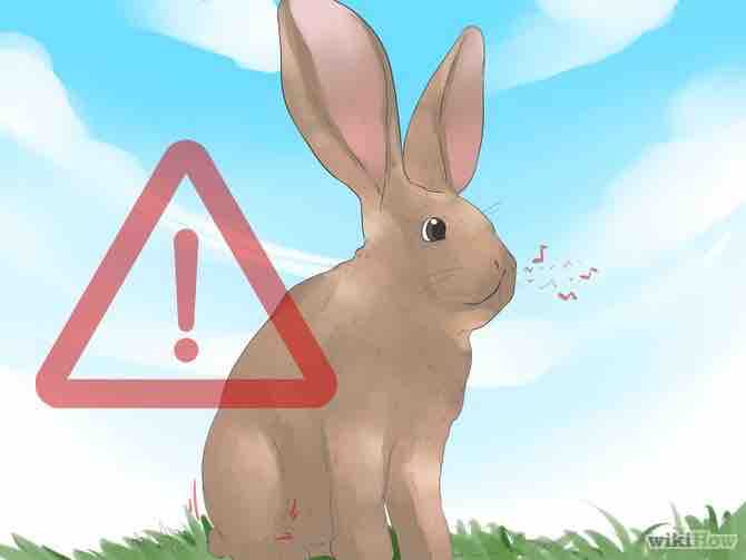 Imagen titulada Understand Your Rabbit Step 3