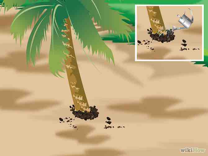 Imagen titulada Plant a Palm Tree Step 12