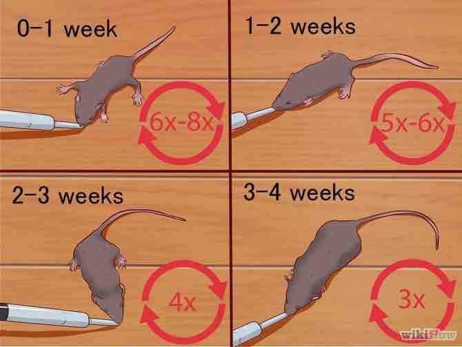 Imagen titulada Care for Baby Mice Step 7