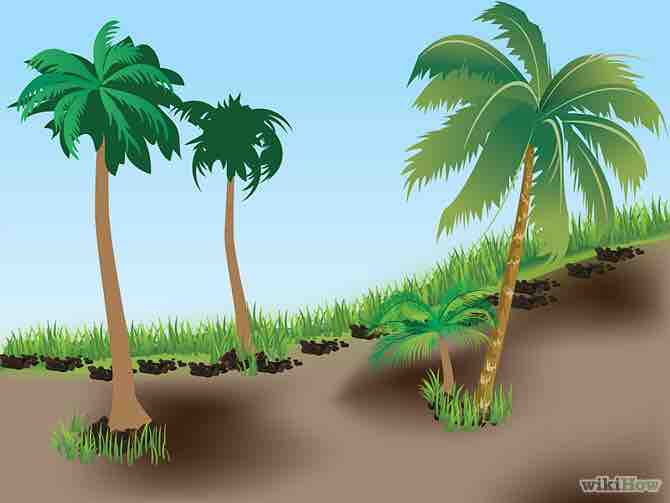 Imagen titulada Plant a Palm Tree Step 1