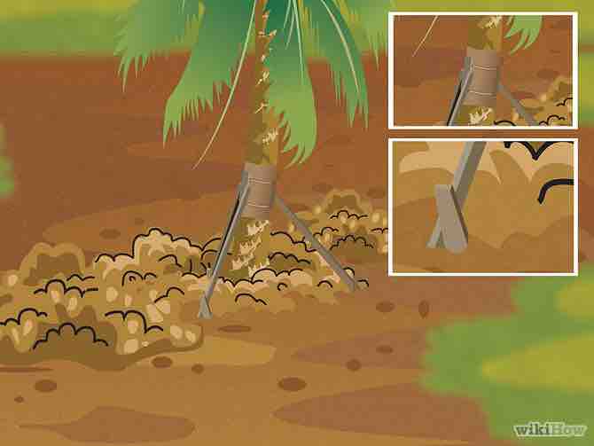 Imagen titulada Plant a Palm Tree Step 10