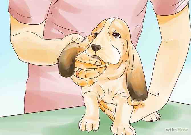 Imagen titulada Raise a Basset Hound Step 7