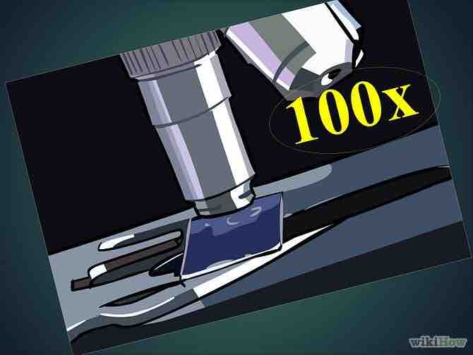 Imagen titulada Use a Microscope Step 18