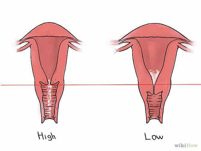 Imagen titulada Feel Your Cervix Step 6