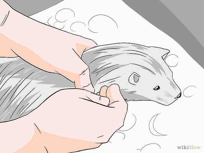 Imagen titulada Bathe a Ferret Step 5Bullet2