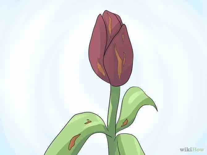 Imagen titulada Care for Tulips Step 11