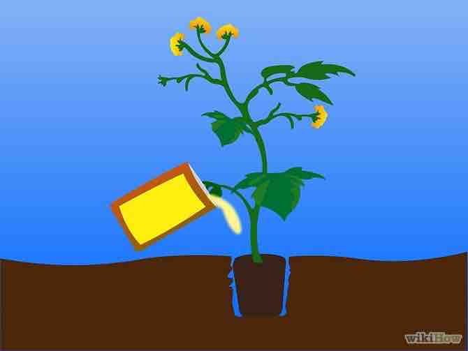 Imagen titulada Grow Tomatoes from Seeds Step 27