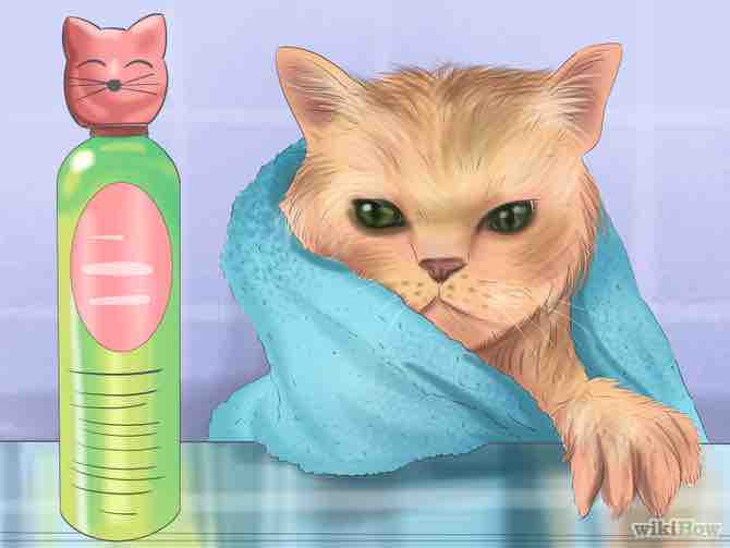 Imagen titulada Bathe a Cat Step 3