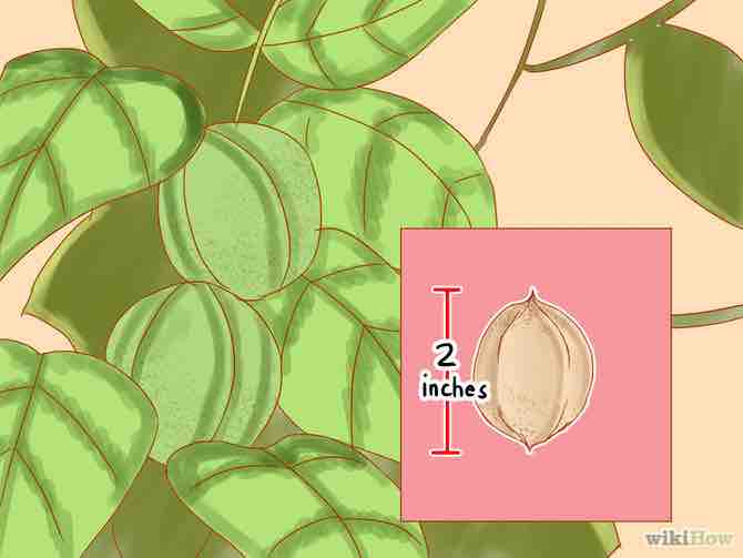 Imagen titulada Identify Hickory Nuts Step 14