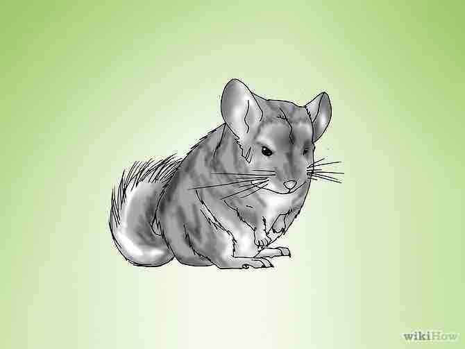 Imagen titulada Breed Chinchillas Step 4