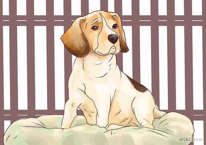 Imagen titulada Raise a Basset Hound Step 4