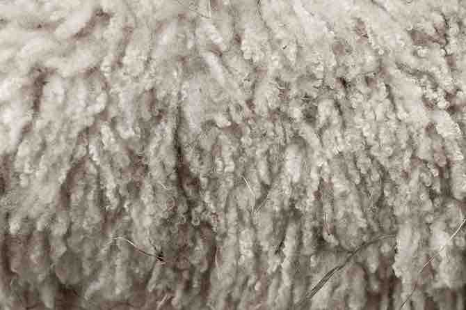 Imagen titulada Royal_Winter_Fair_Wool_2