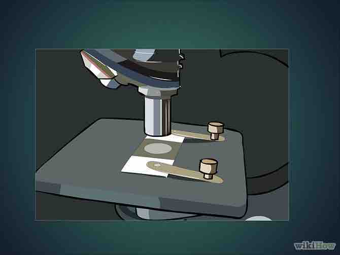 Imagen titulada Use a Microscope Step 10