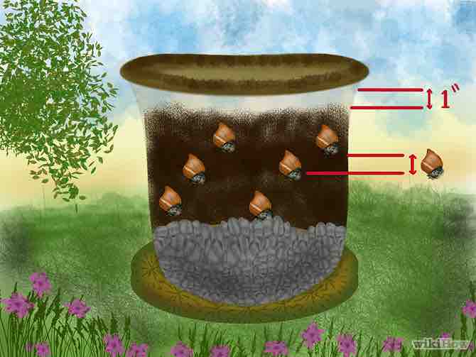 cultivar tulipanes en macetas