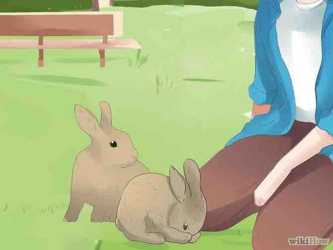 Imagen titulada Understand Your Rabbit Step 18