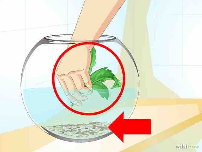 Imagen titulada Clean a Fish Bowl Step 14