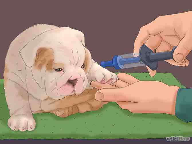 Imagen titulada Take Care of Puppies Step 30