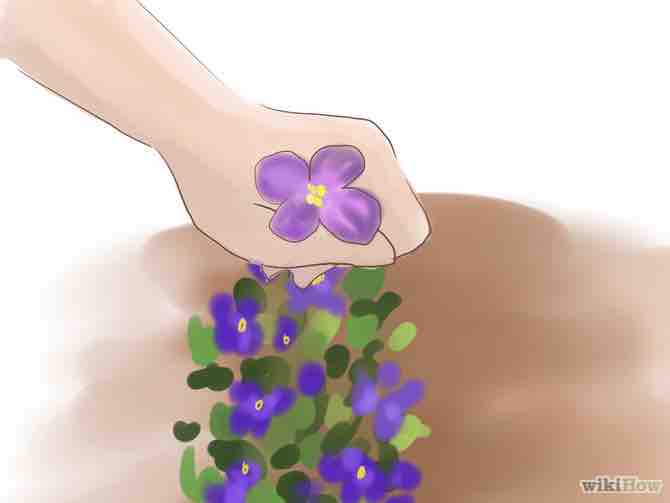 Imagen titulada Grow Violets Step 7