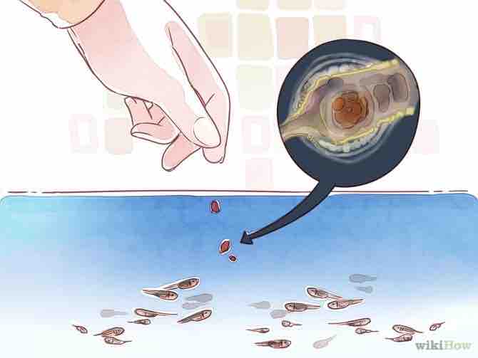 Imagen titulada Breed Discus Step 18