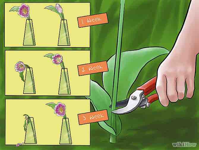 Imagen titulada Care for Fresh Cut Tulips Step 1