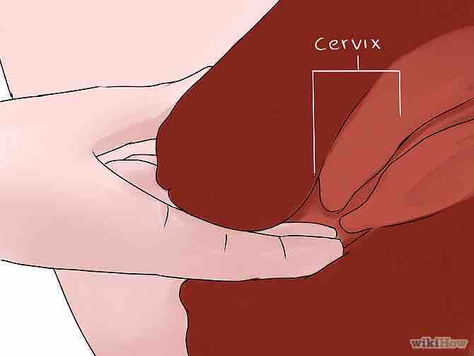 Imagen titulada Feel Your Cervix Step 4