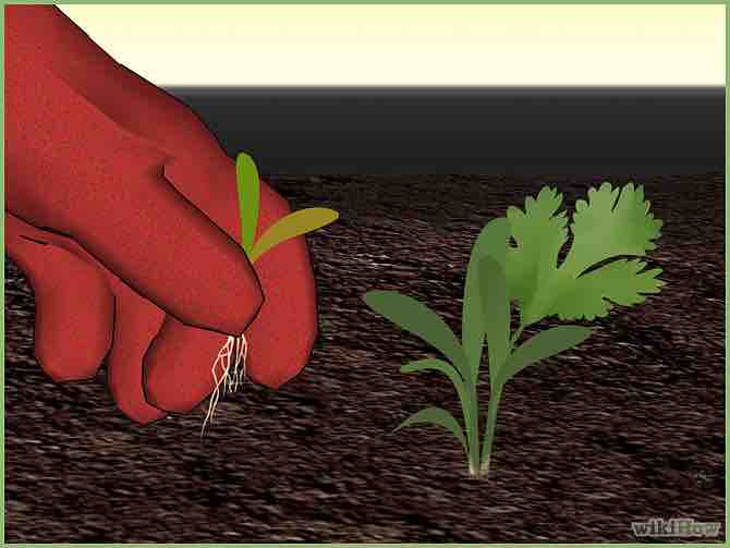 Imagen titulada Plant a Seed Step 8