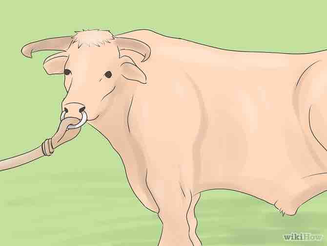 Imagen titulada Breed Beef Cattle Step 6