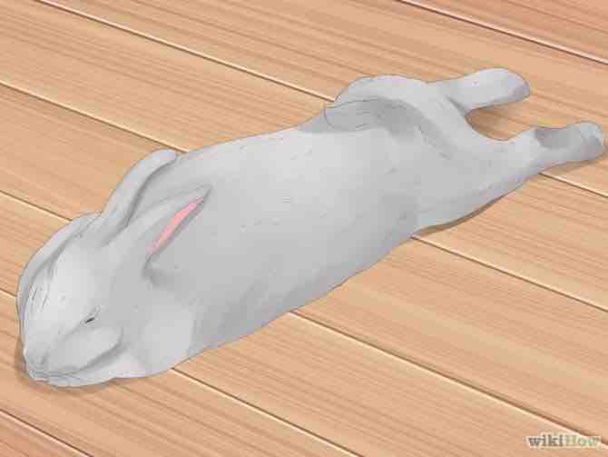 Imagen titulada Understand Your Rabbit Step 5