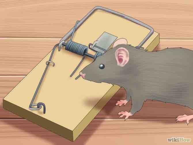 Imagen titulada Trap Rats Step 12