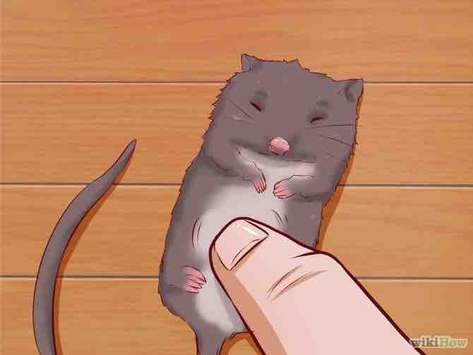 Imagen titulada Care for Baby Mice Step 8