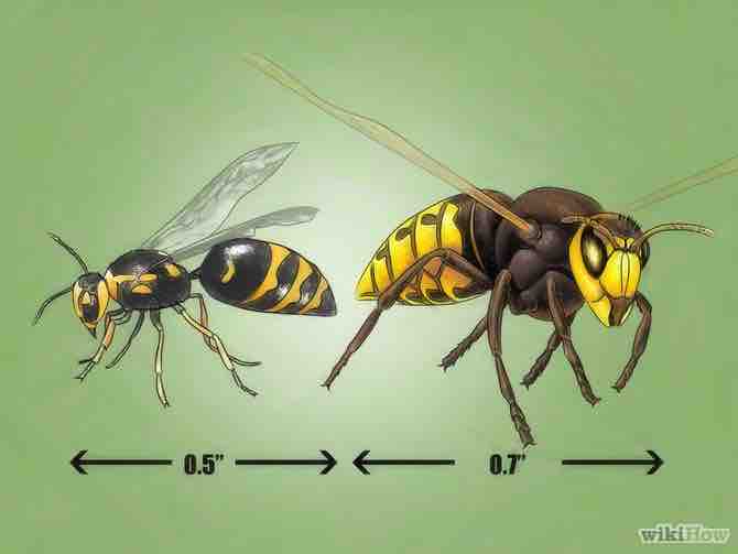 Imagen titulada Identify Wasps Step 8