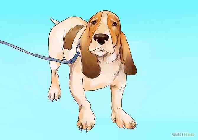 Imagen titulada Raise a Basset Hound Step 2