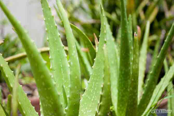 Imagen titulada Make an Aloe Vera Face Mask Step 2