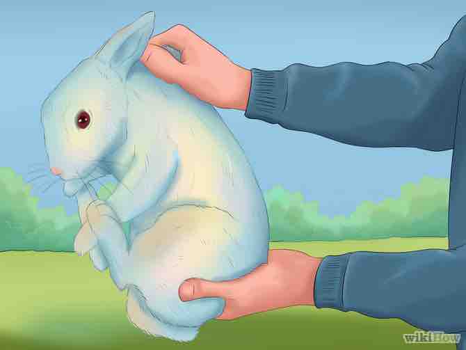 Imagen titulada Pick up a Rabbit Step 4