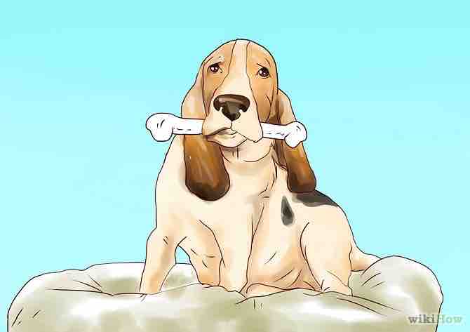 Imagen titulada Raise a Basset Hound Step 5