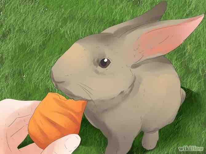 Imagen titulada Understand Your Rabbit Step 19