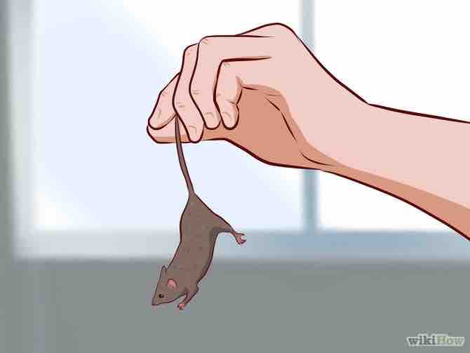 Imagen titulada Care for Baby Mice Step 1