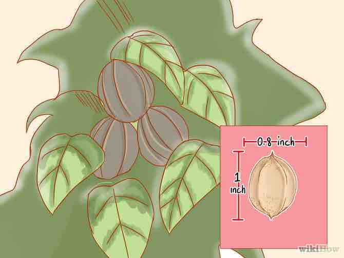 Imagen titulada Identify Hickory Nuts Step 10