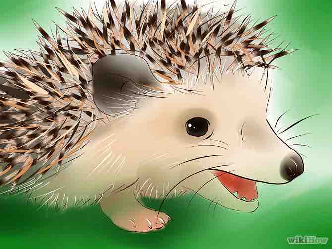 Imagen titulada Buy a Hedgehog Step 8