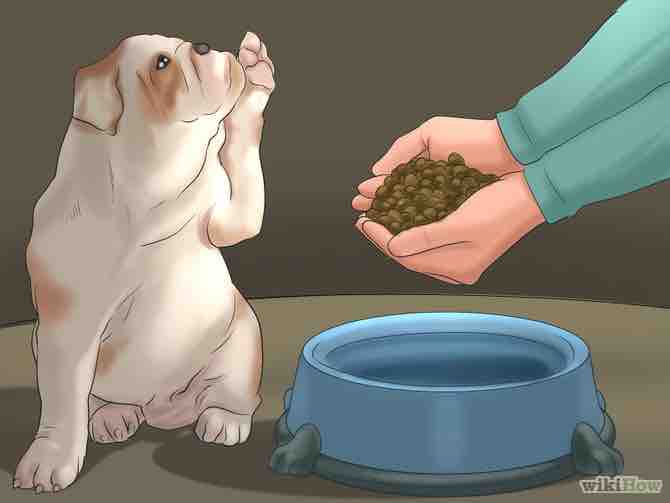 Imagen titulada Take Care of Puppies Step 18